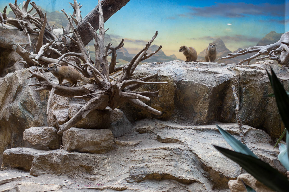 Yellow mongoose (exhibit) : Bristol : 22 Sep 2015