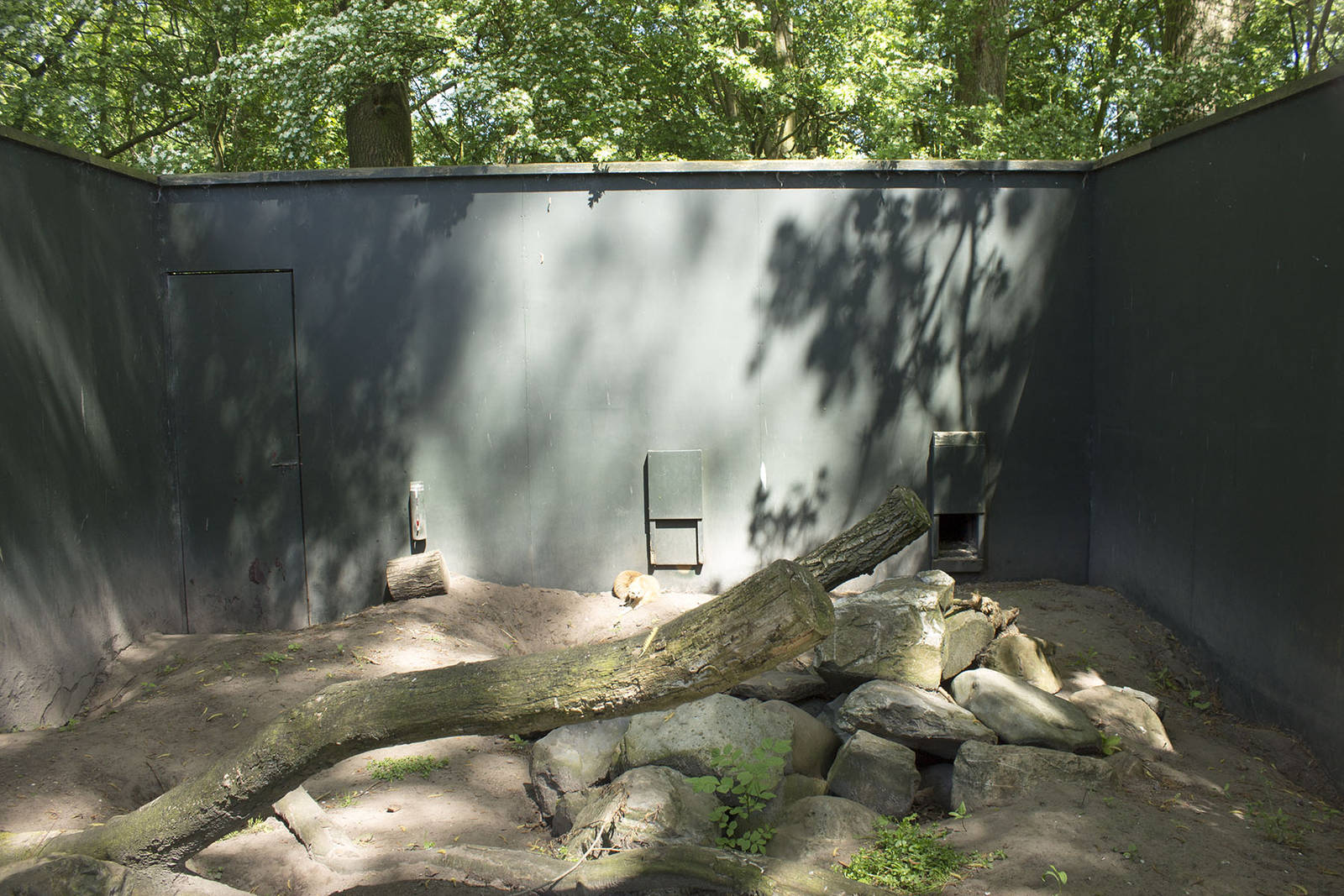 Yellow mongoose exhibit (May 23th, 2015)