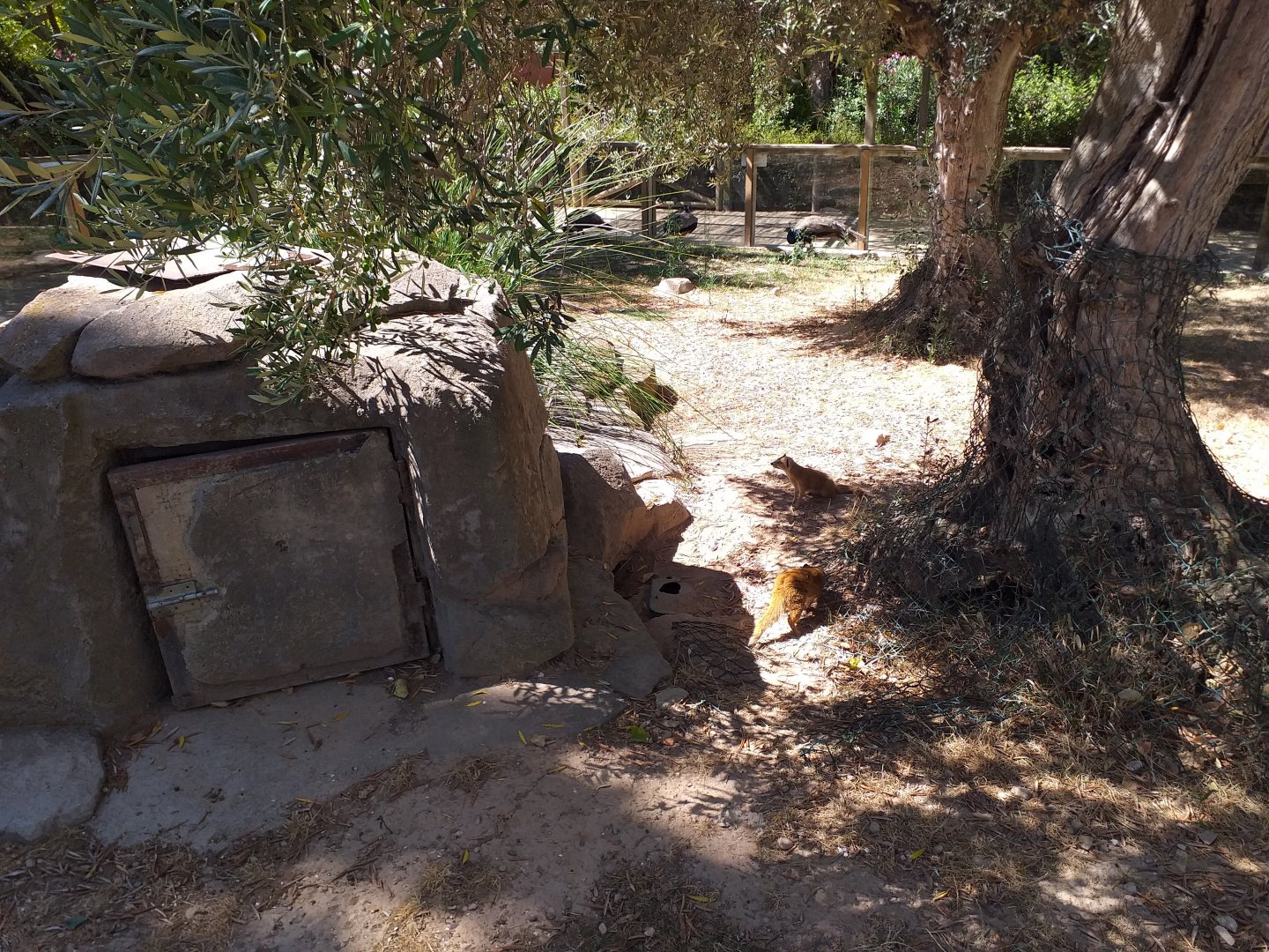 Yellow mongoose exhibit -Sendaviva (2020)