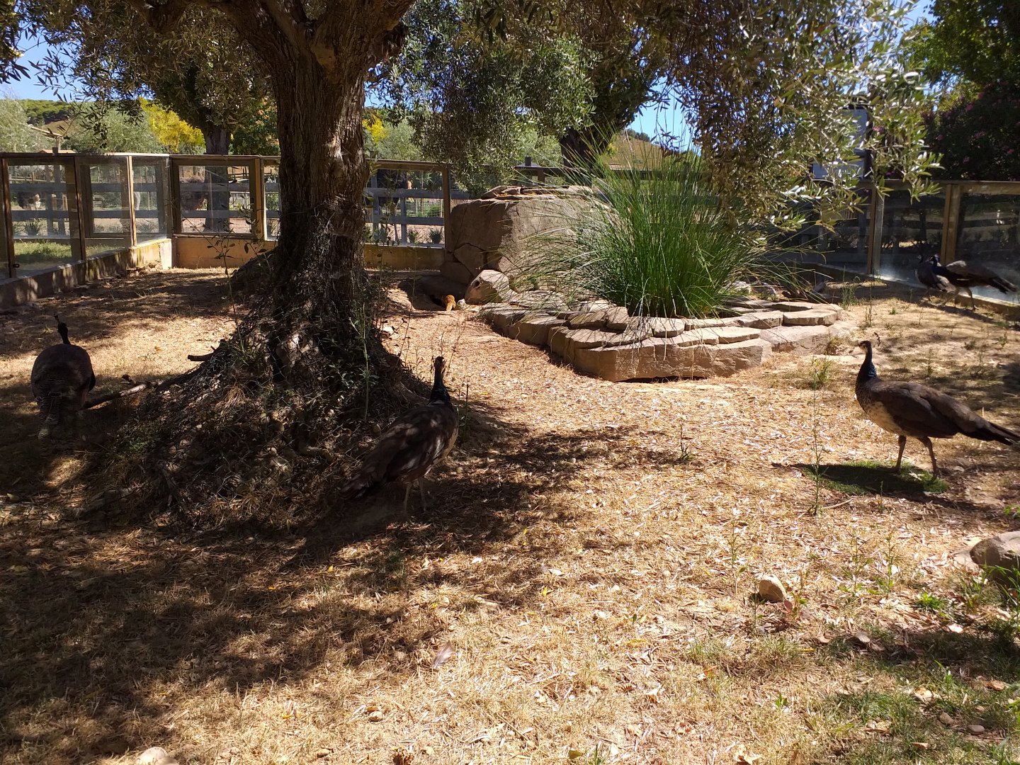 Yellow mongoose exhibit -Sendaviva (2020)