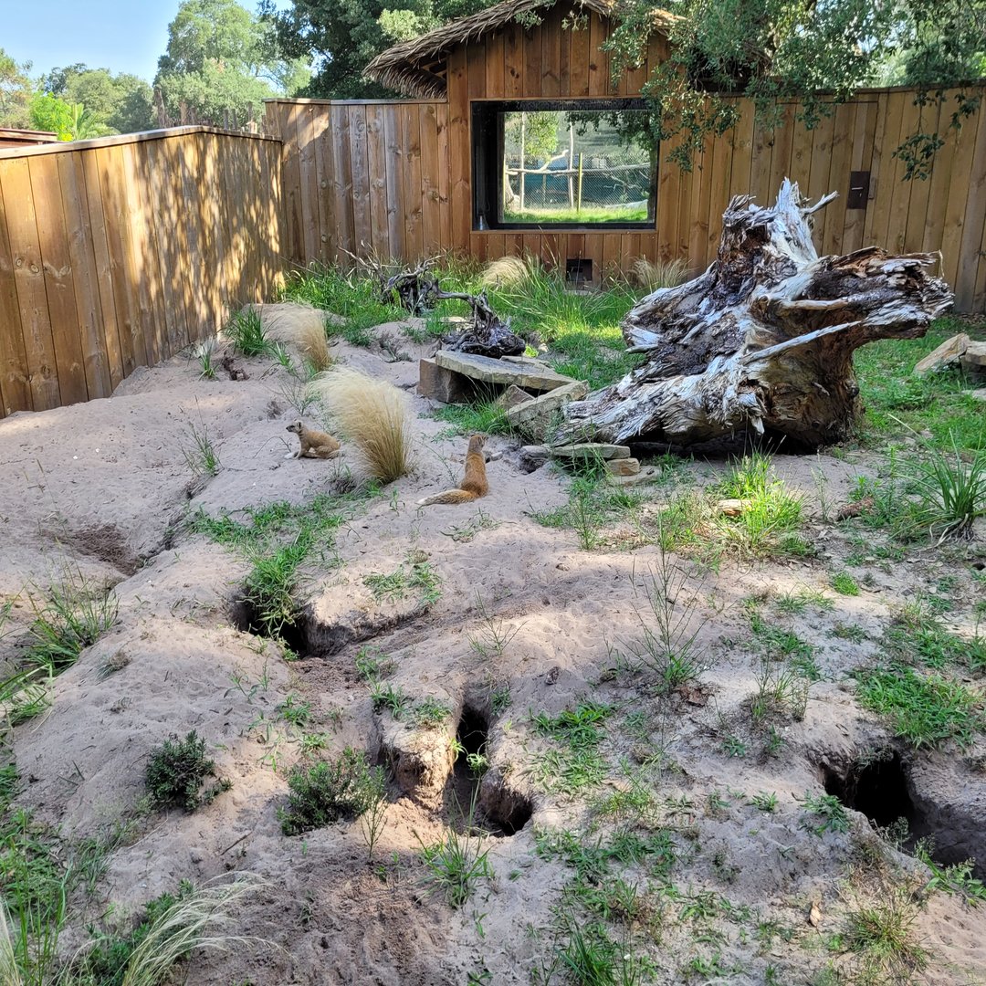 Yellow mongoose exhibit -Zoo de Labenne (2023)