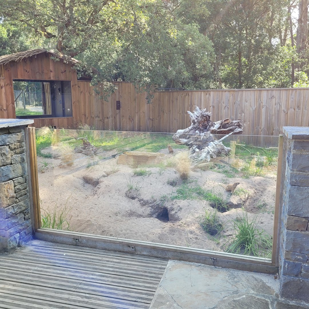 Yellow mongoose exhibit -Zoo de Labenne (2023)