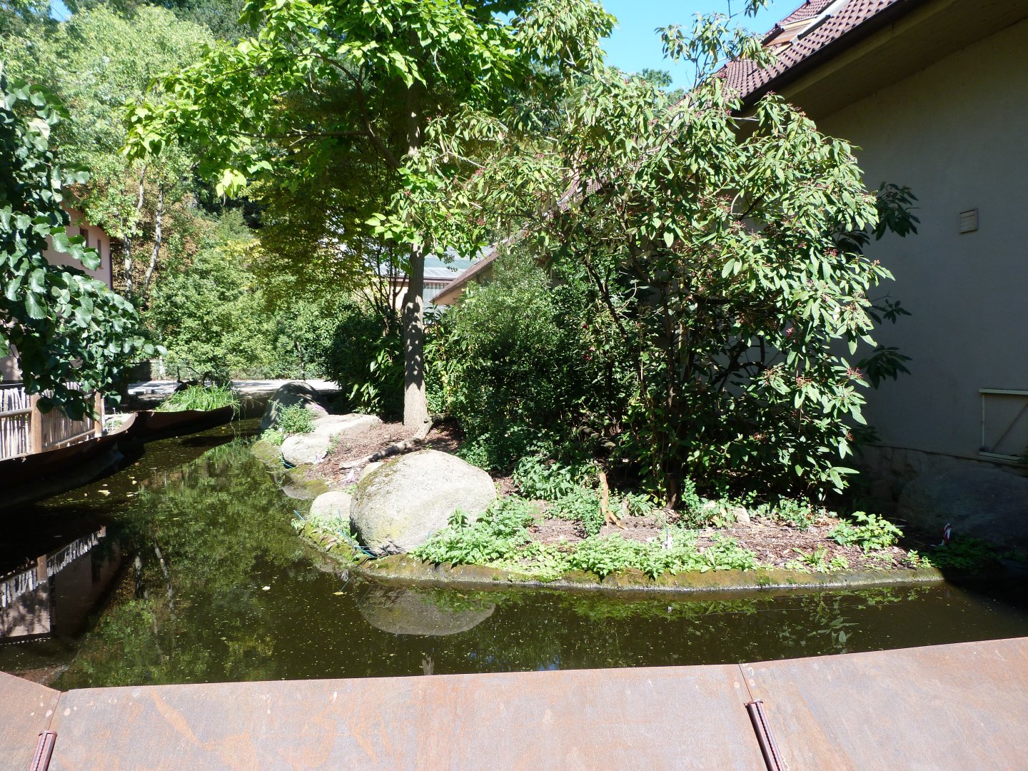 Yellow mongoose exhibit -Zoo Plzeň (2025)