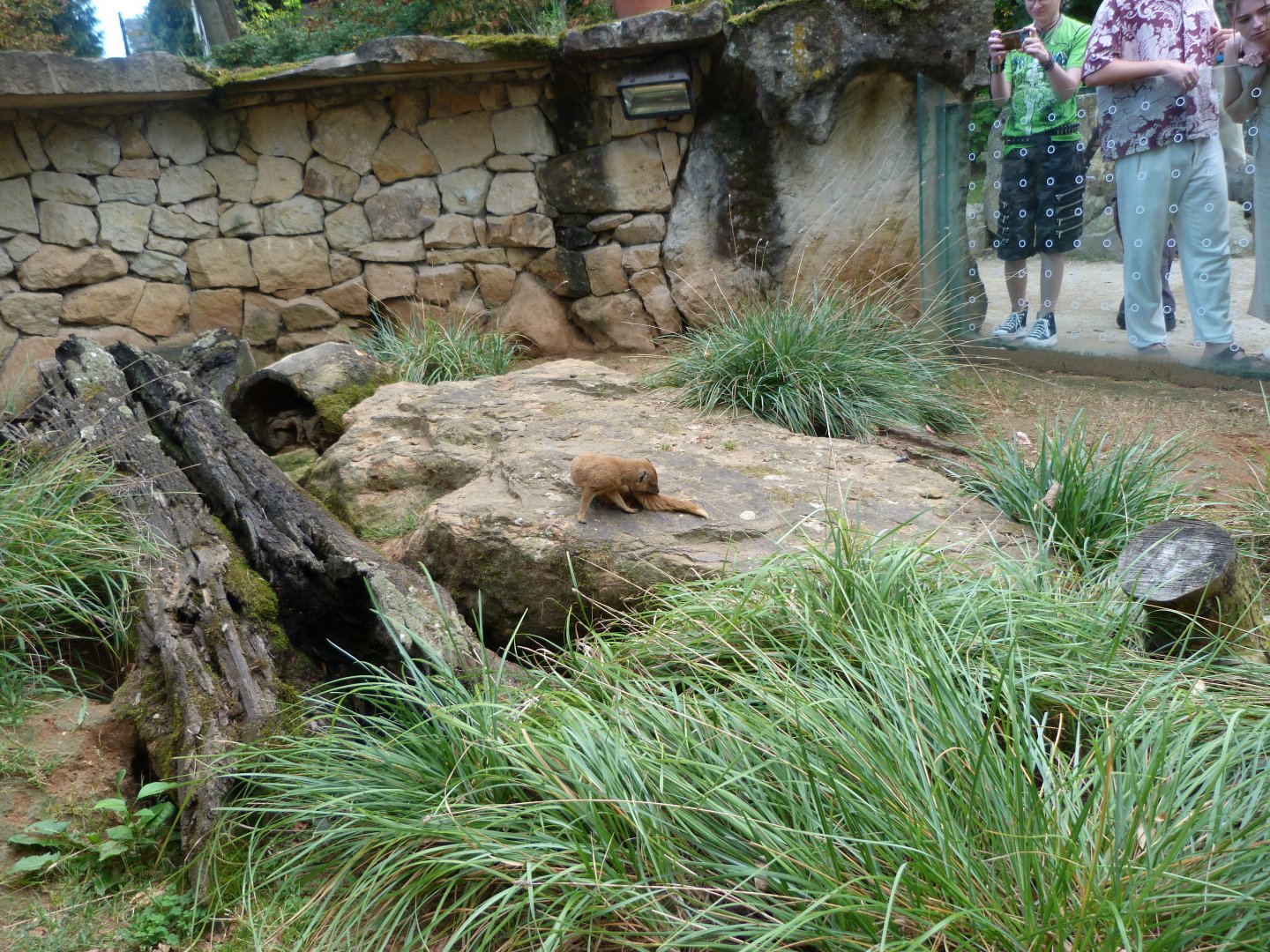 Yellow mongoose exhibit -Zoo Praha (2025)