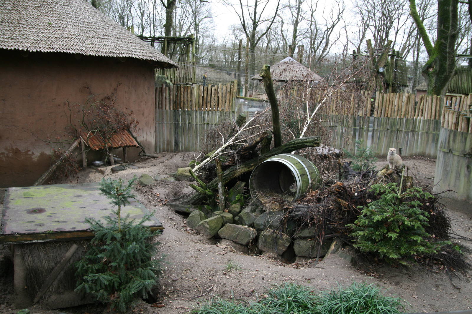 Yellow mongoose exhibit