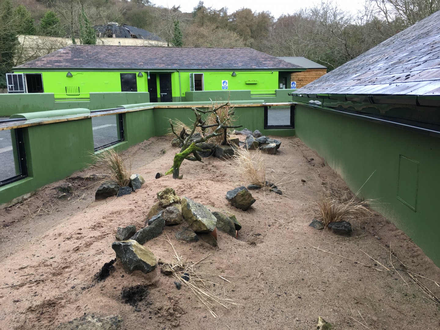 Yellow Mongoose Exhibit