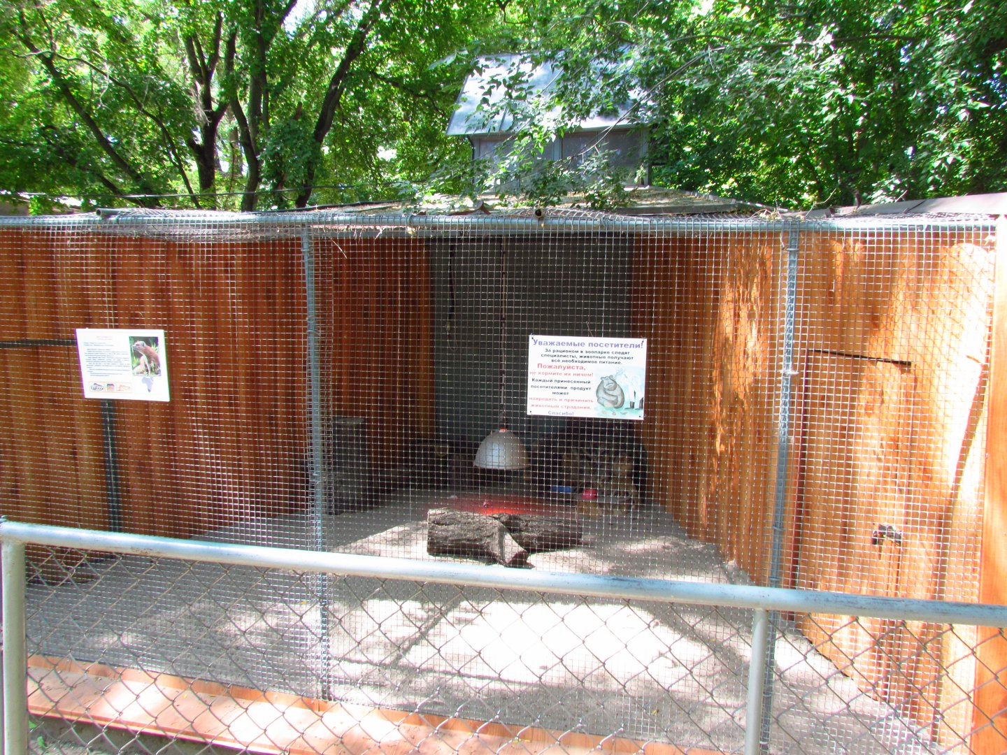 Yellow mongoose exhibit