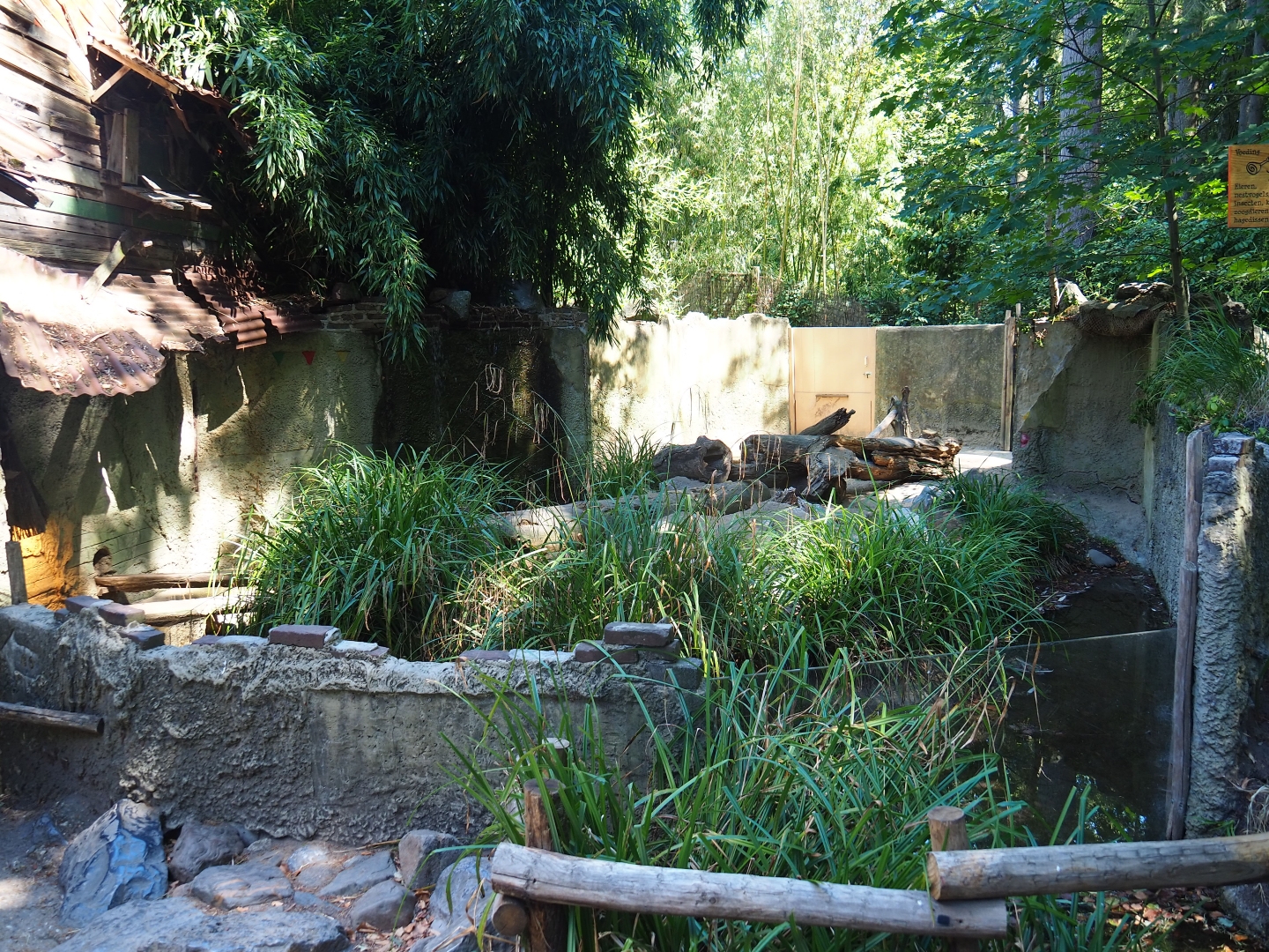 Yellow mongoose exhibit