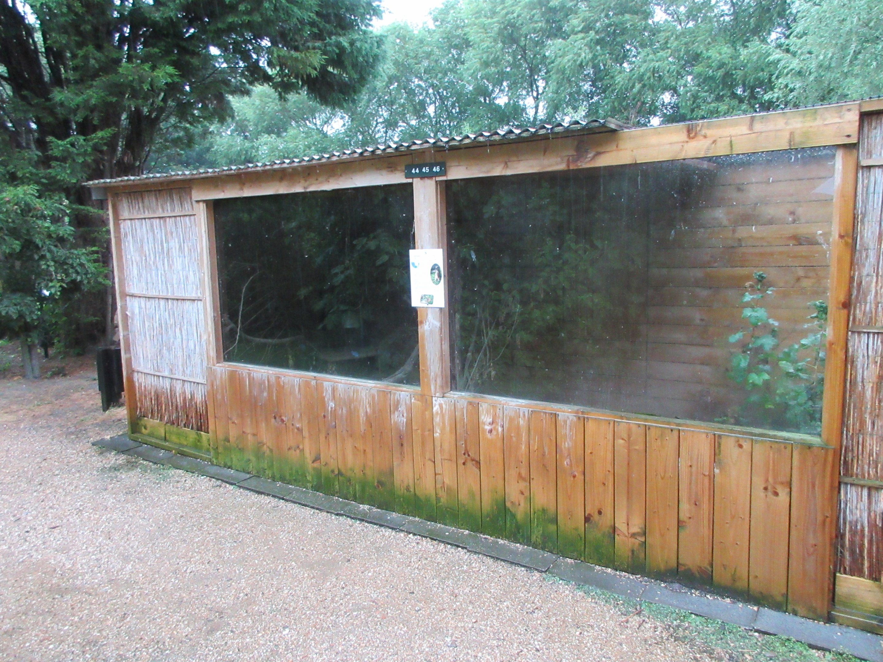 Yellow Mongoose Exhibit