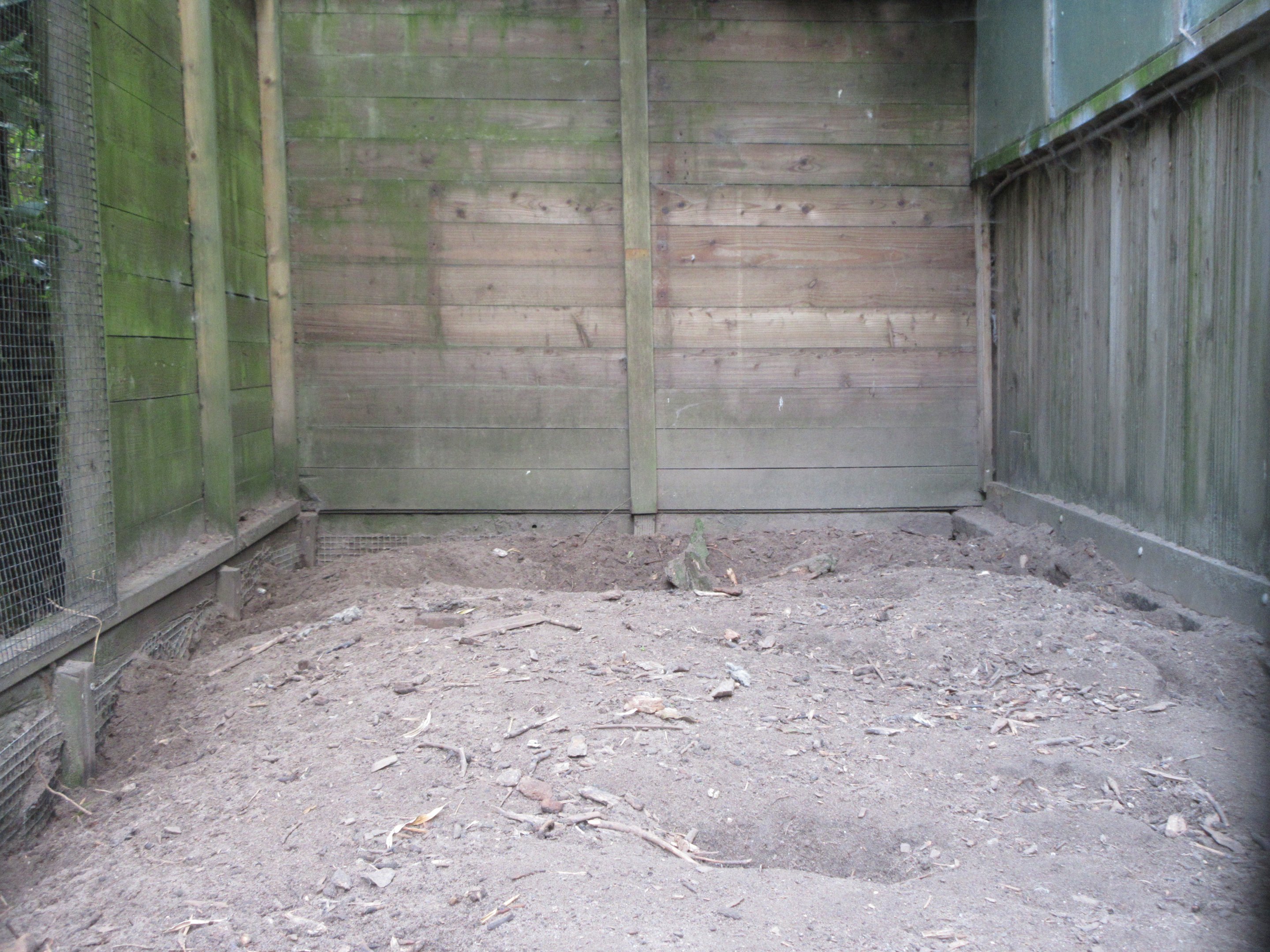 Yellow Mongoose Exhibit