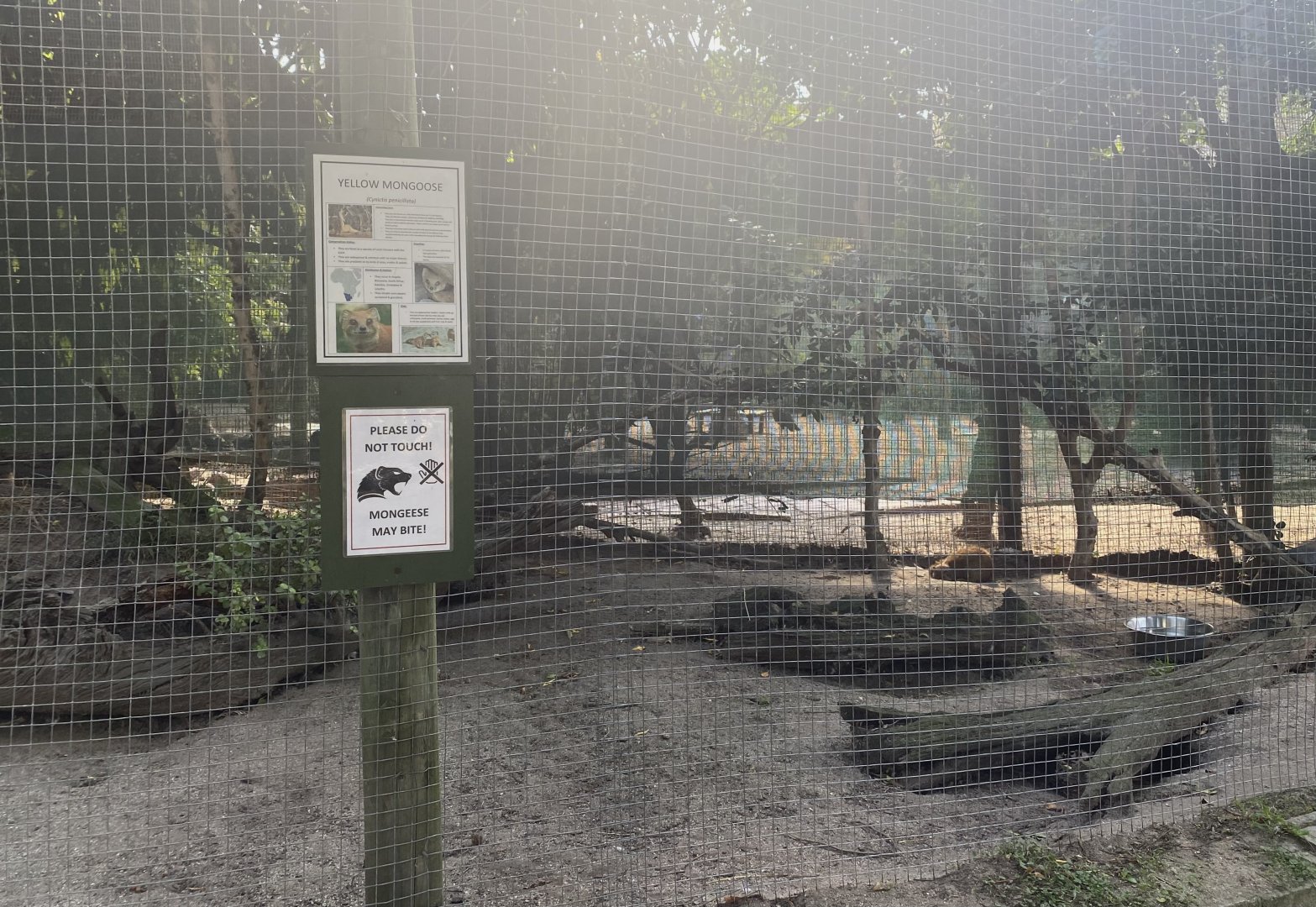 Yellow Mongoose Exhibit