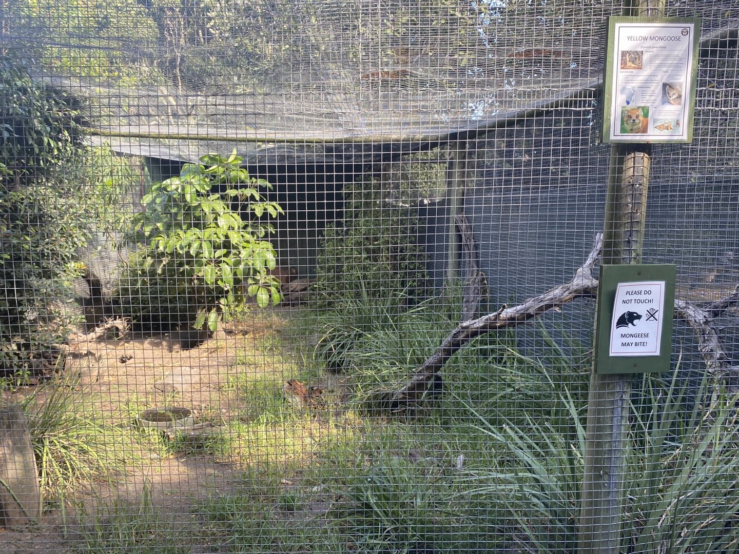 Yellow Mongoose Exhibit