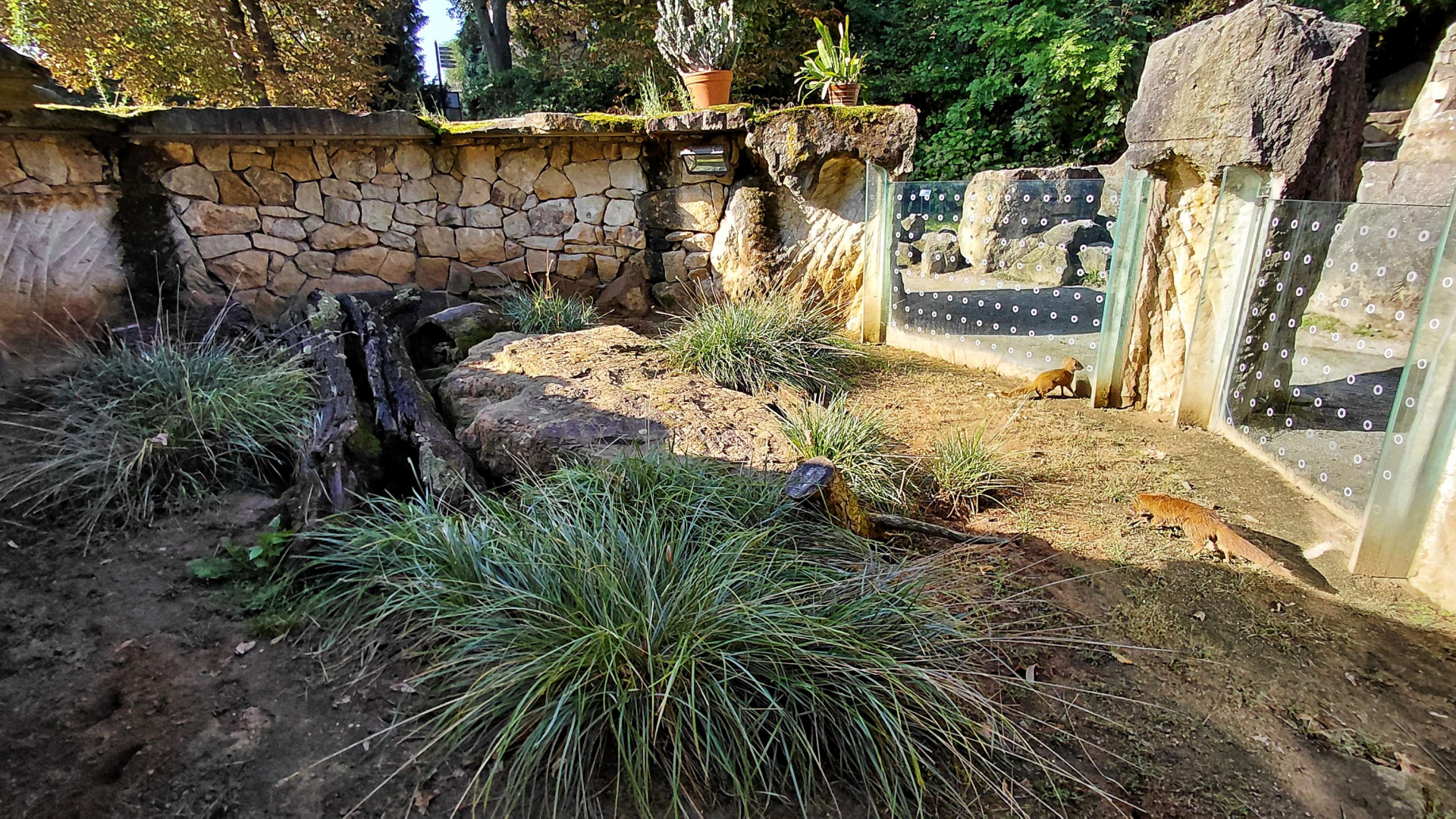 Yellow mongoose exhibit