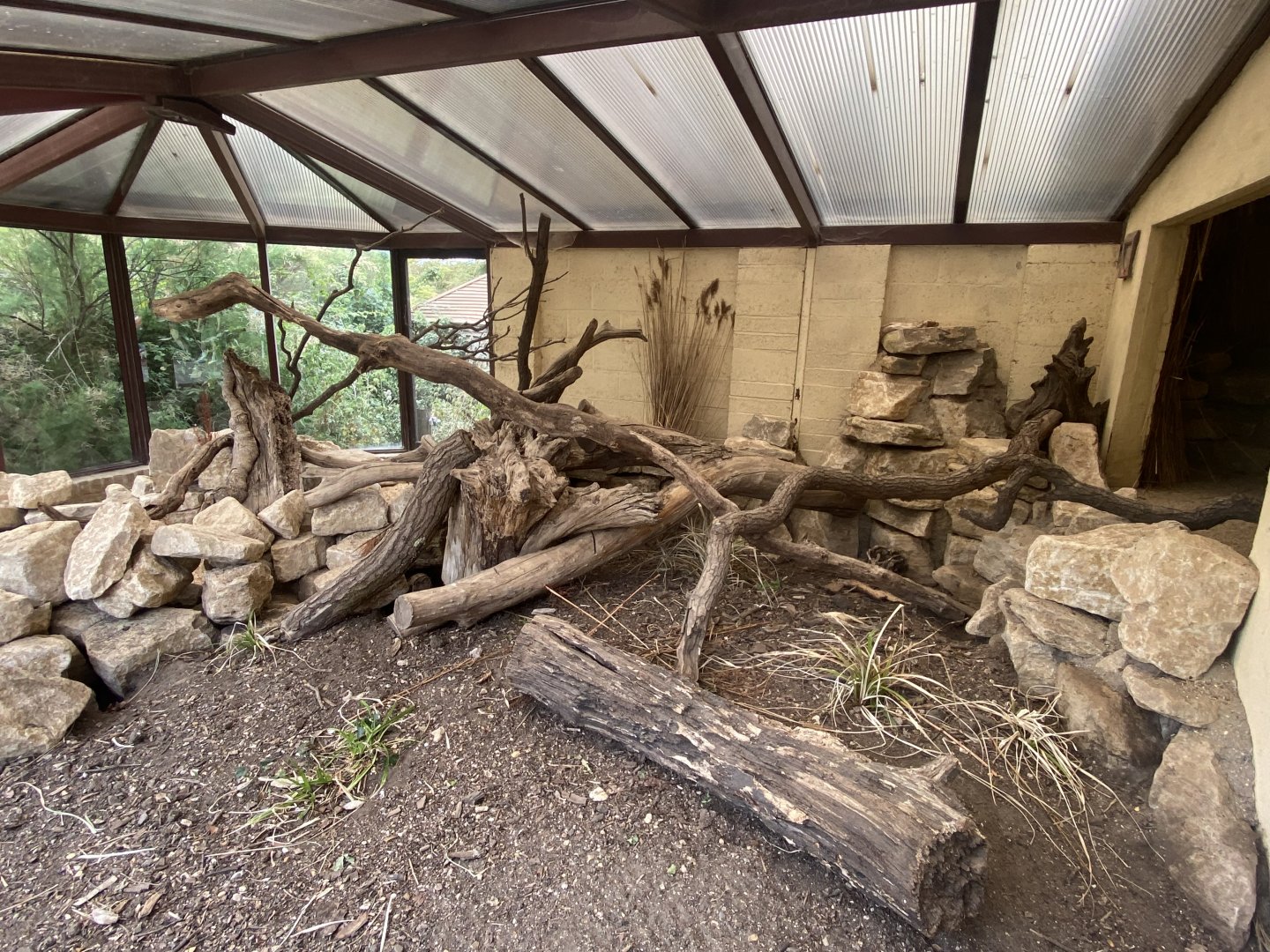 Yellow mongoose external exhibit 040822