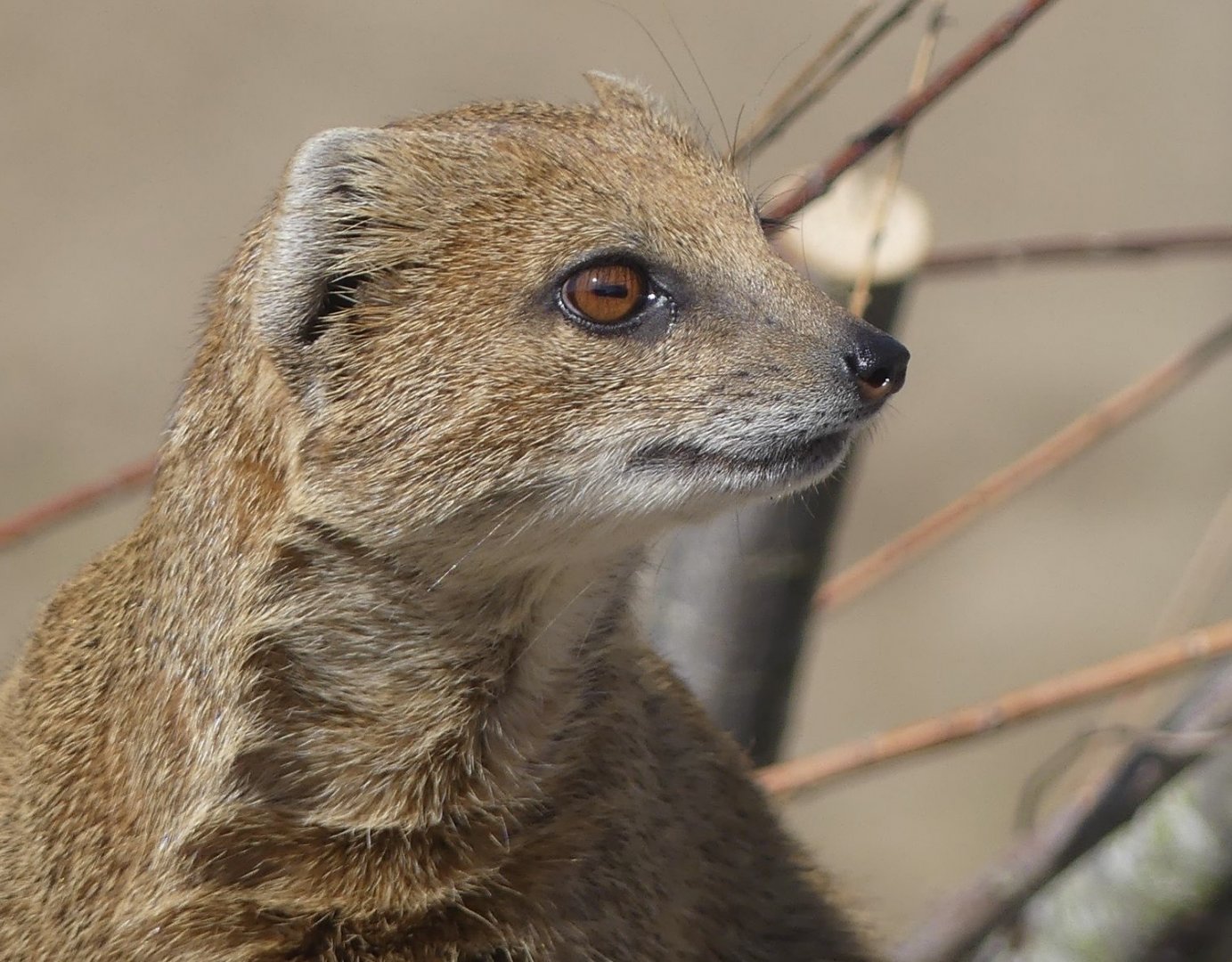 Yellow Mongoose - Heart of Africa - 02.04.25