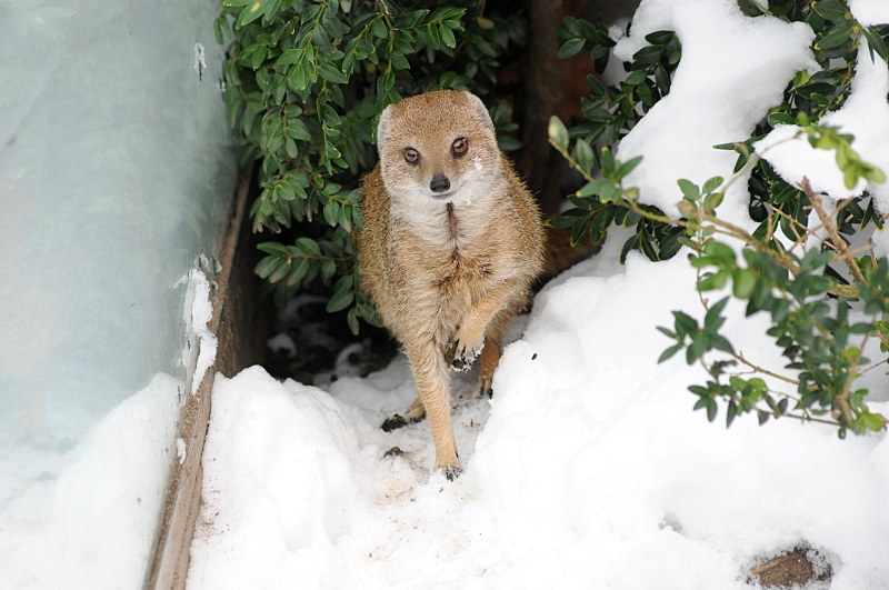 Yellow mongoose in snow at Dortmund
