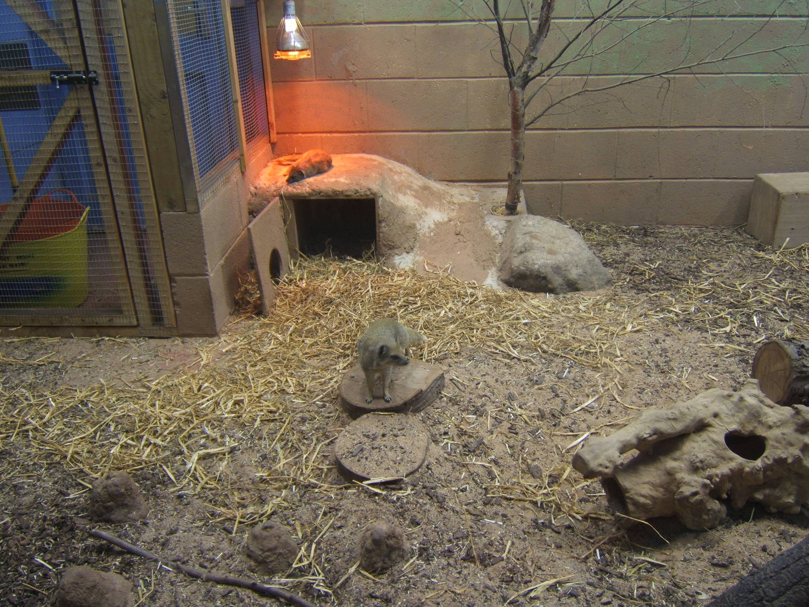 Yellow Mongoose in what was the Fennec Fox exhibit