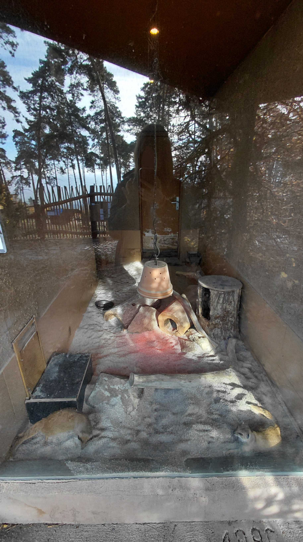 Yellow mongoose indoor exhibit