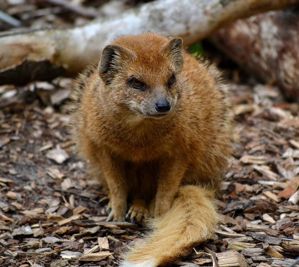 Yellow Mongoose - June 2016