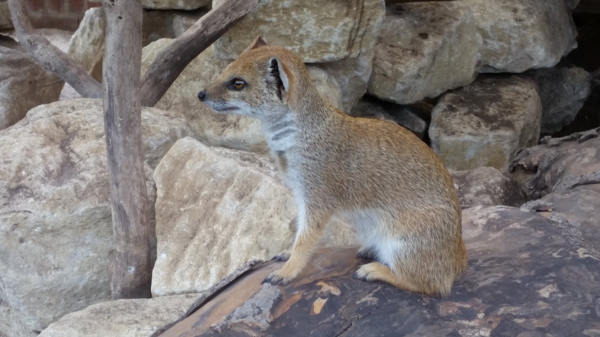 Yellow Mongoose, June 2018