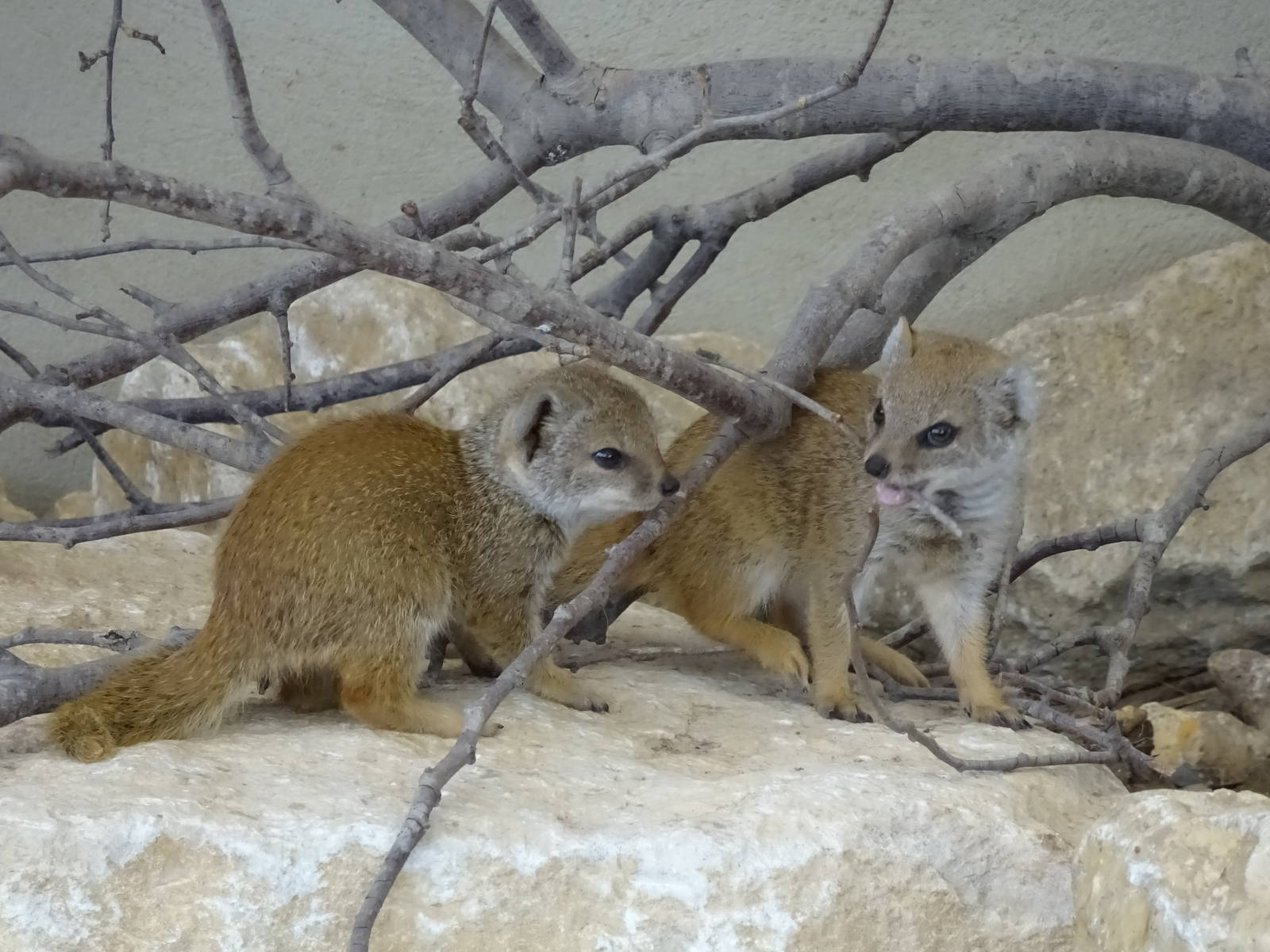 Yellow Mongoose juveniles 090716