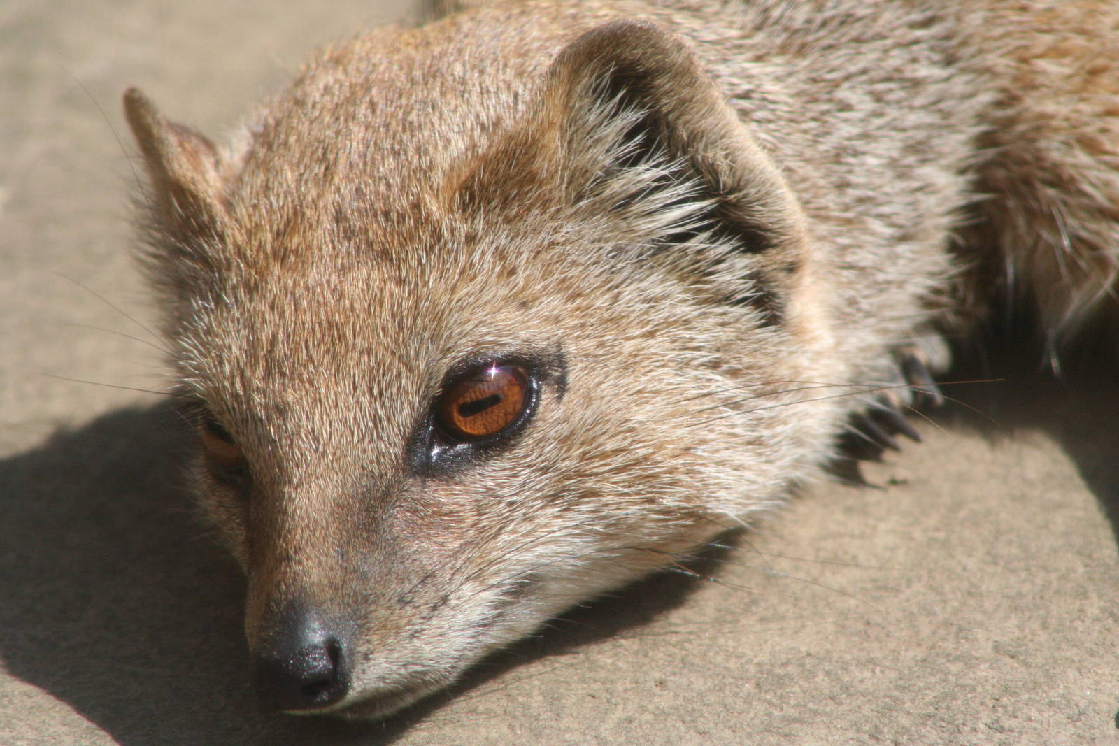 Yellow Mongoose @ Lake District Wildlife Park; 31.05.2014