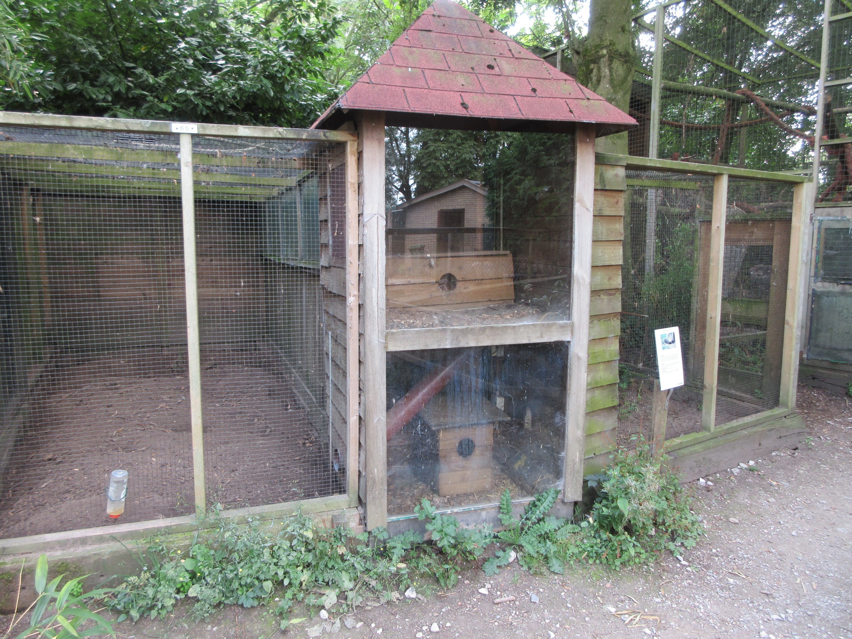 Yellow Mongoose/Lesser Grison Exhibits
