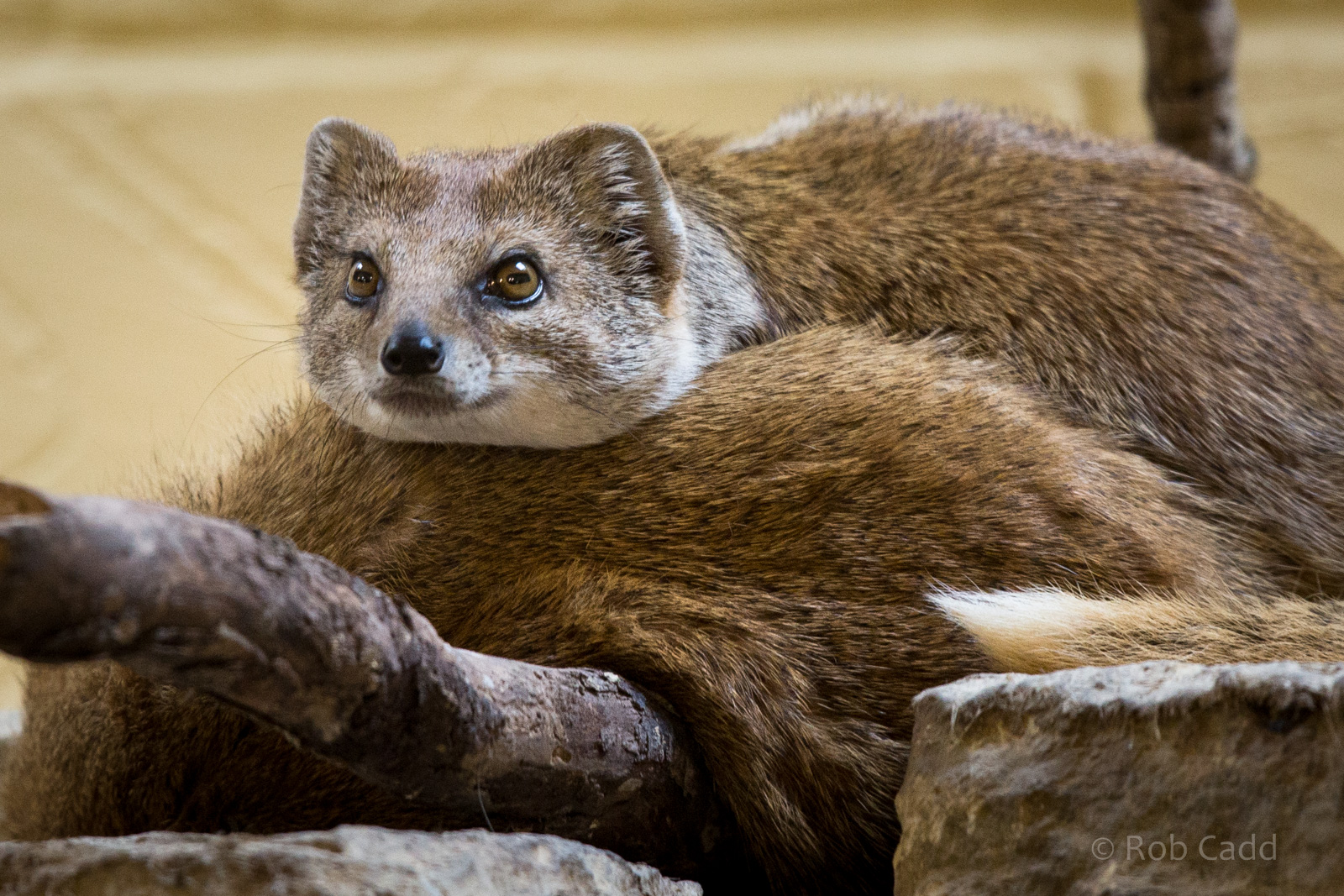 Yellow mongoose : Marwell : 08 Aug 2014