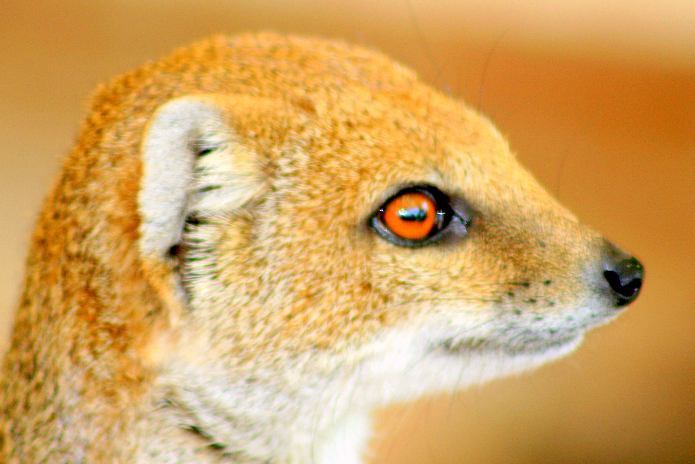 Yellow mongoose; Marwell; 20th May 2017