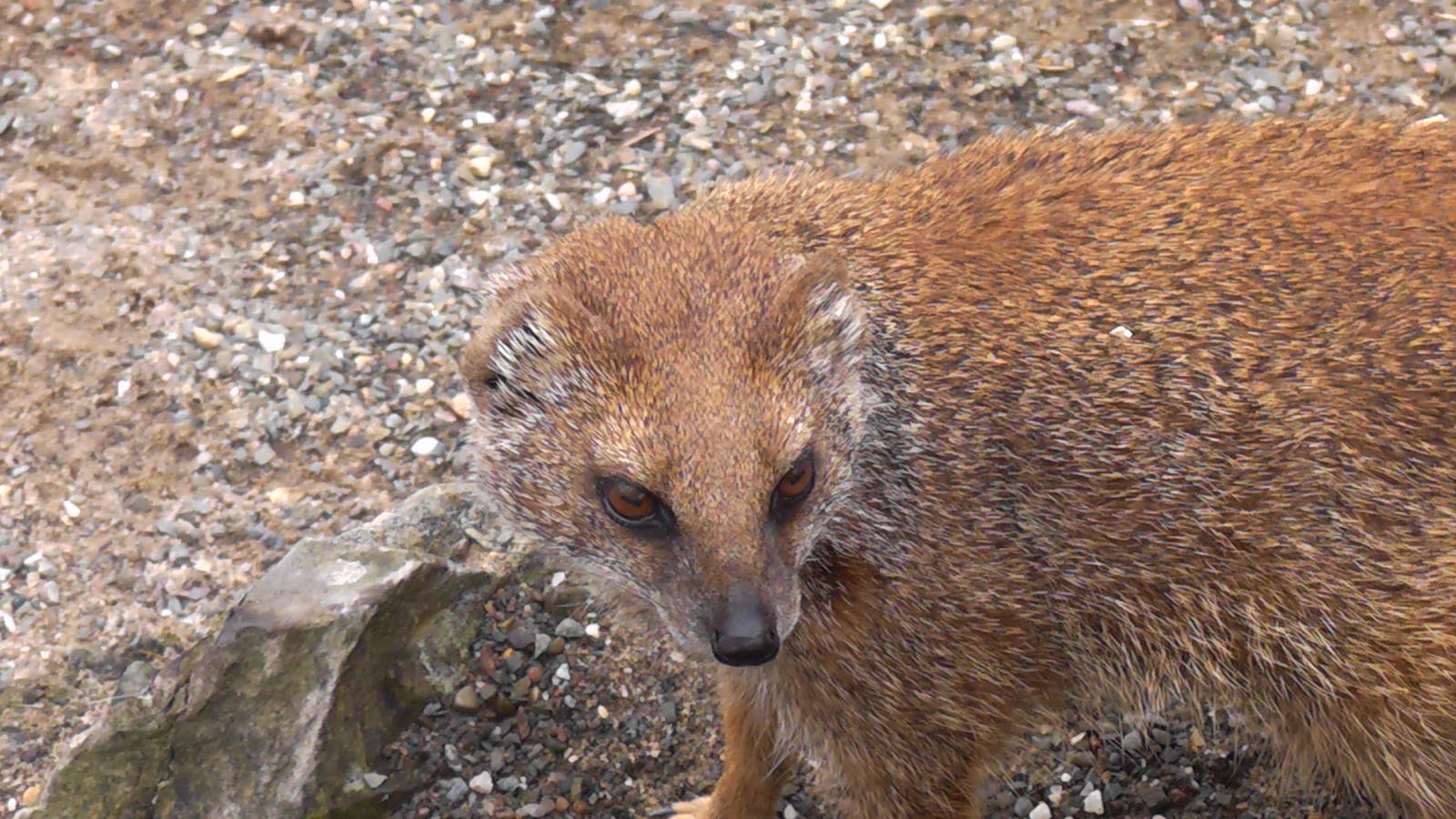 Yellow Mongoose May 2010
