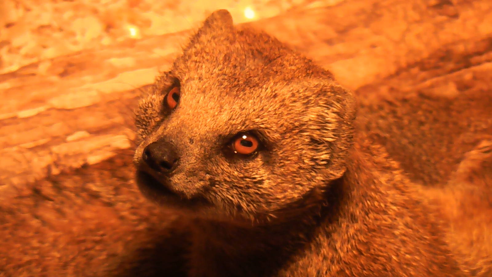 Yellow Mongoose May 2010