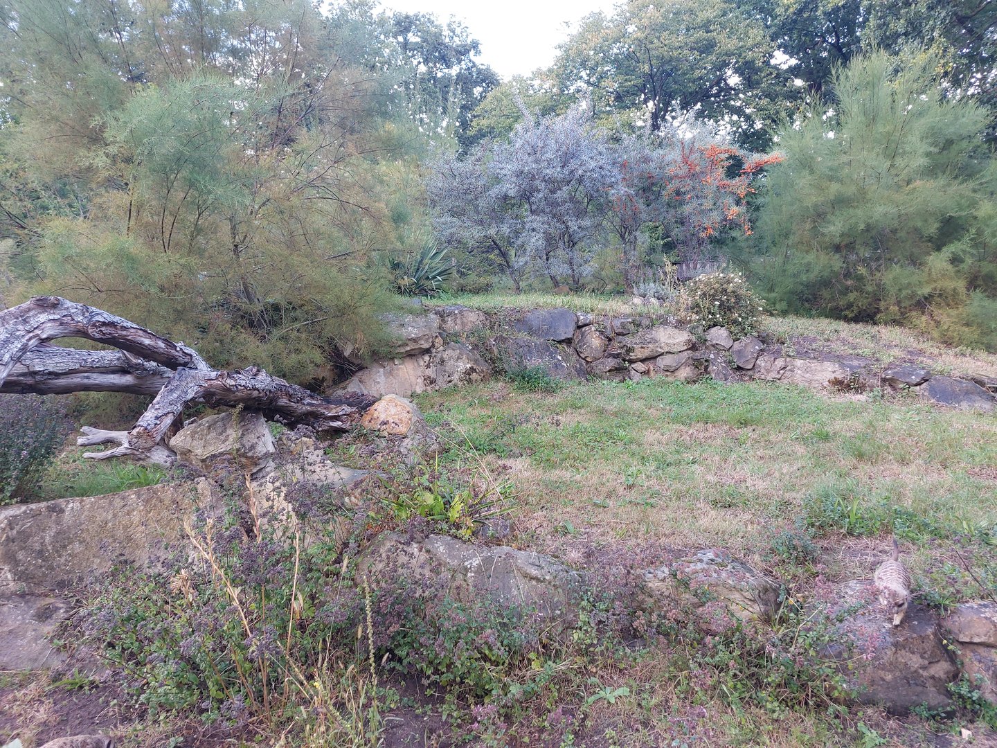 Yellow mongoose & meerkat exhibit