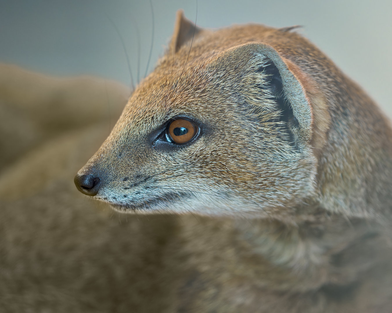 Yellow Mongoose / Newquay Zoo / 16-3-23