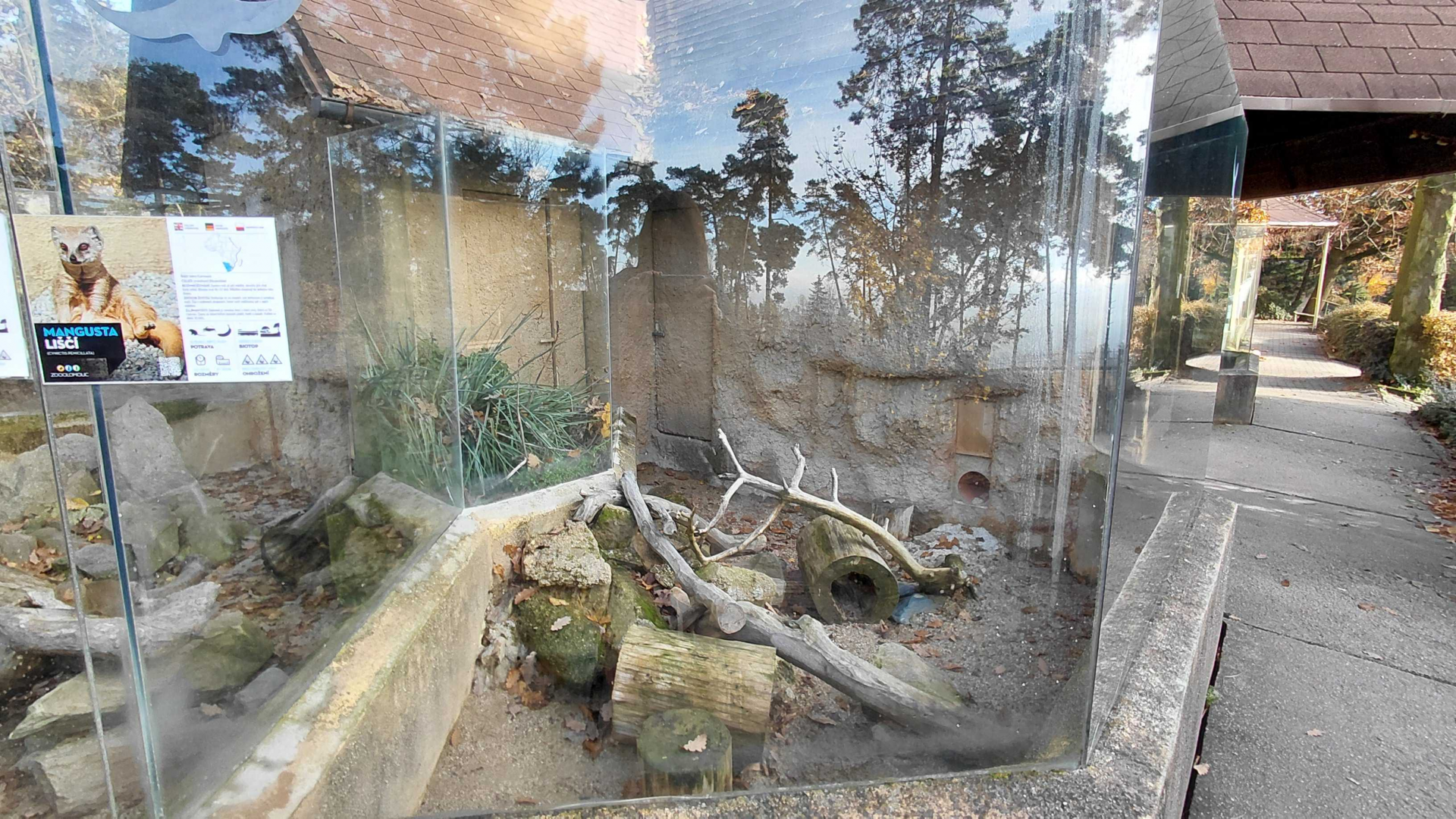 Yellow mongoose outdoor exhibit