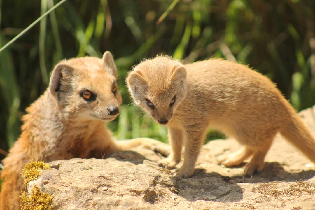 Yellow Mongoose Pup and Parent - 2nd June 2024