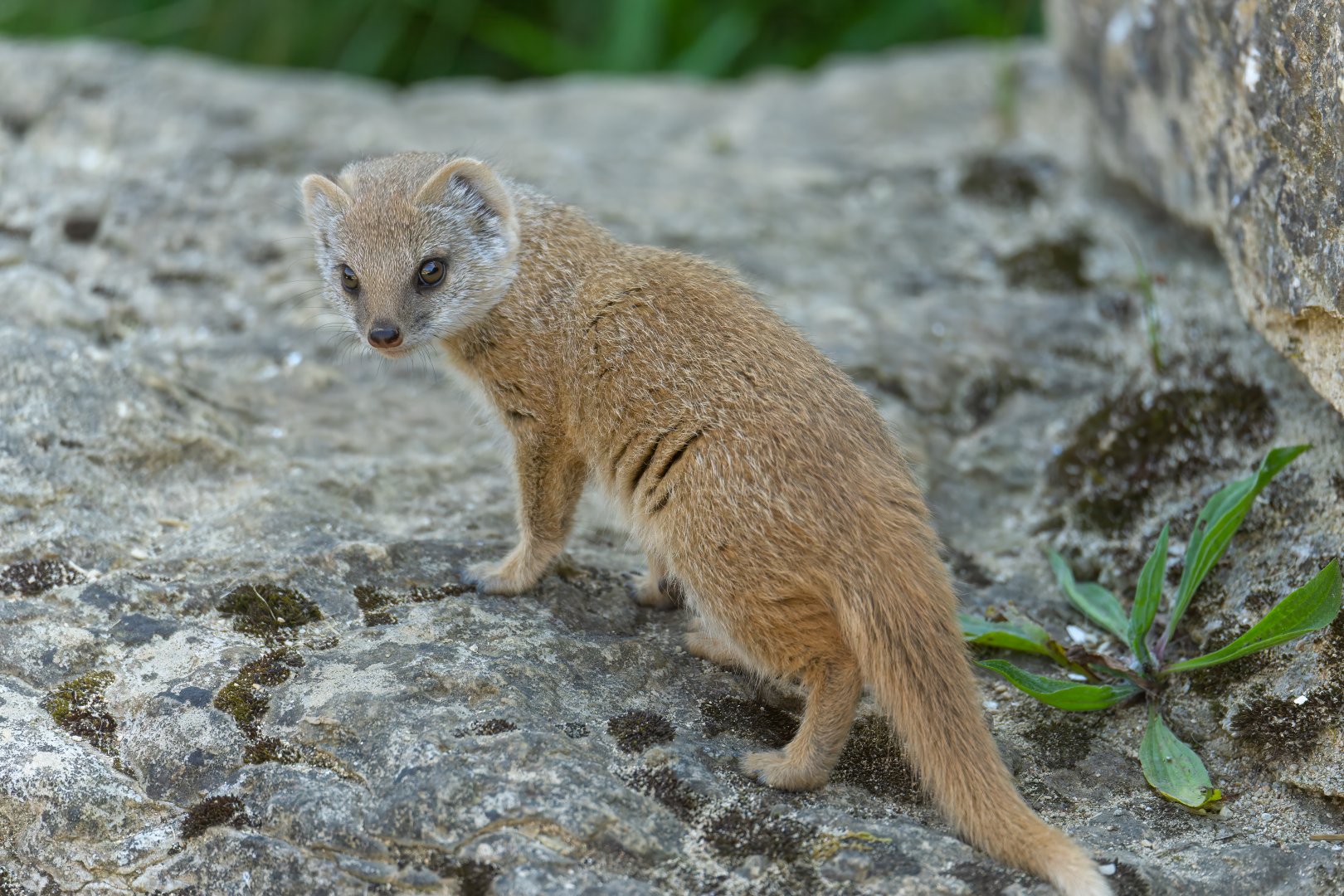 Yellow mongoose pup, CWP, UK