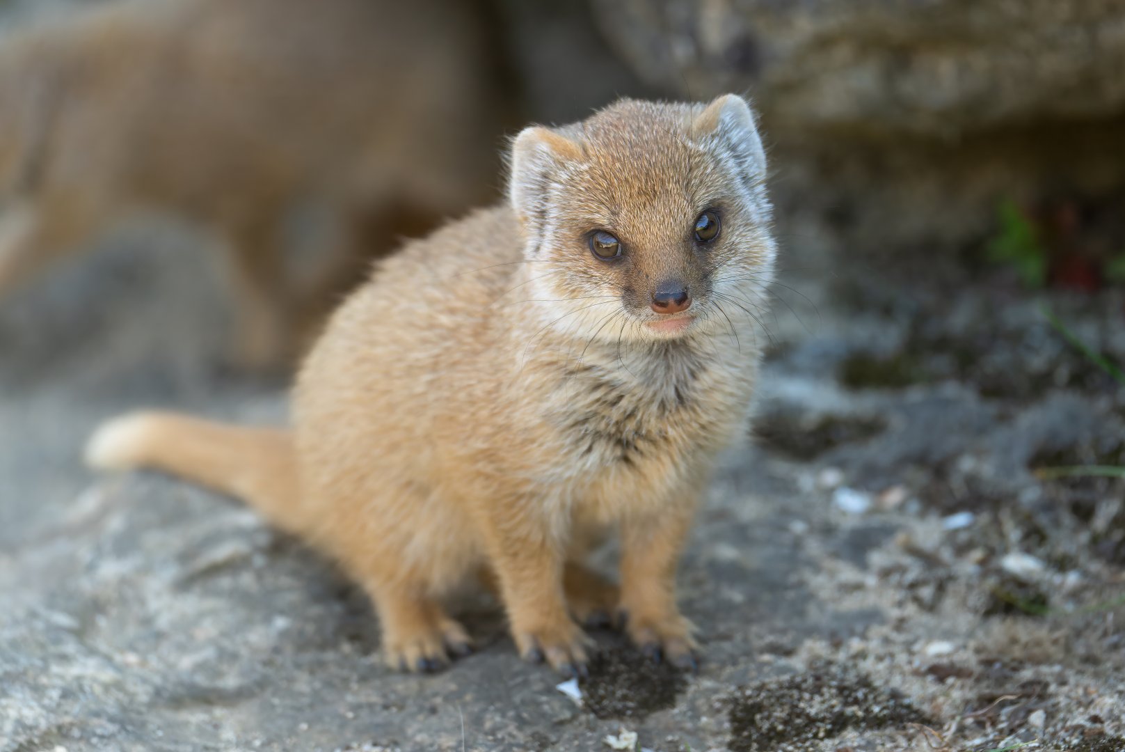 Yellow mongoose pup, CWP, UK