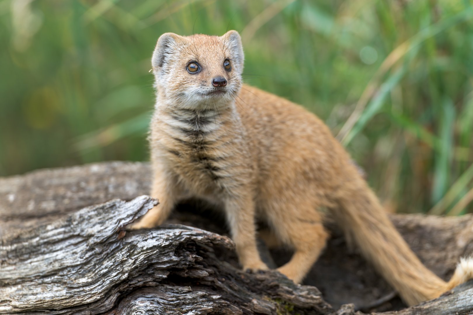 Yellow Mongoose pup, CWP, UK