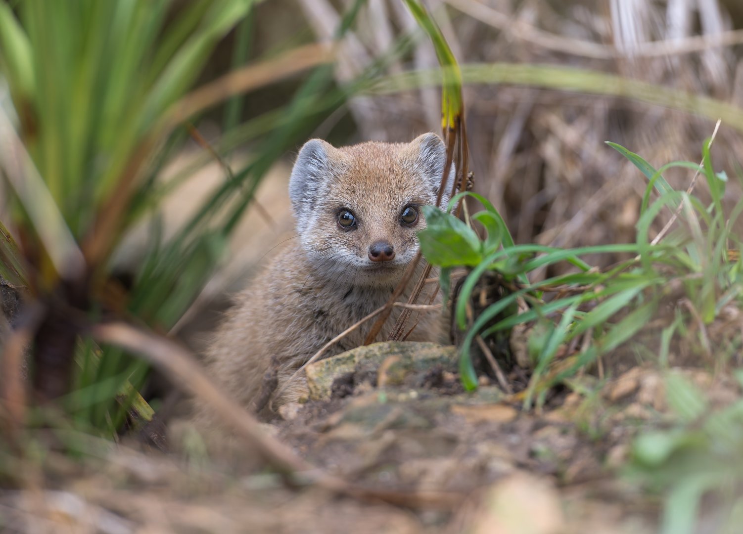 Yellow Mongoose pup, CWP, UK