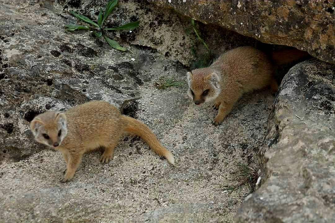 Yellow Mongoose Pups - 2nd June 2024