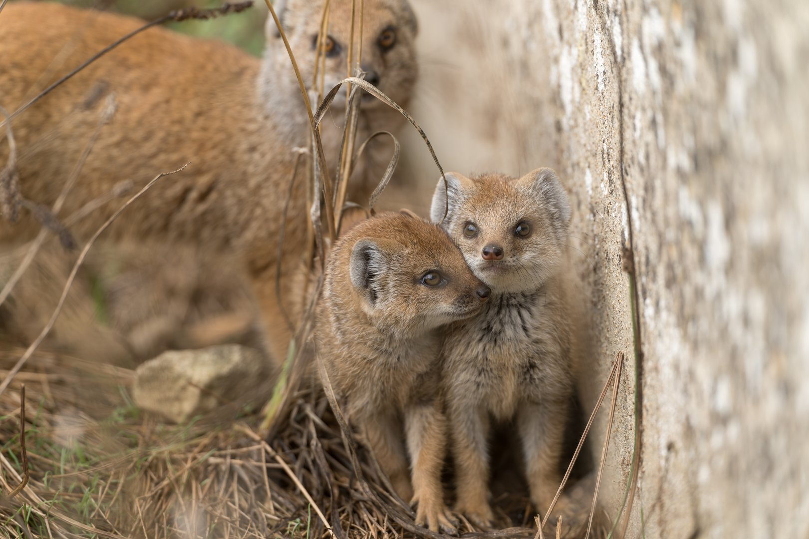 Yellow Mongoose pups, CWP, UK