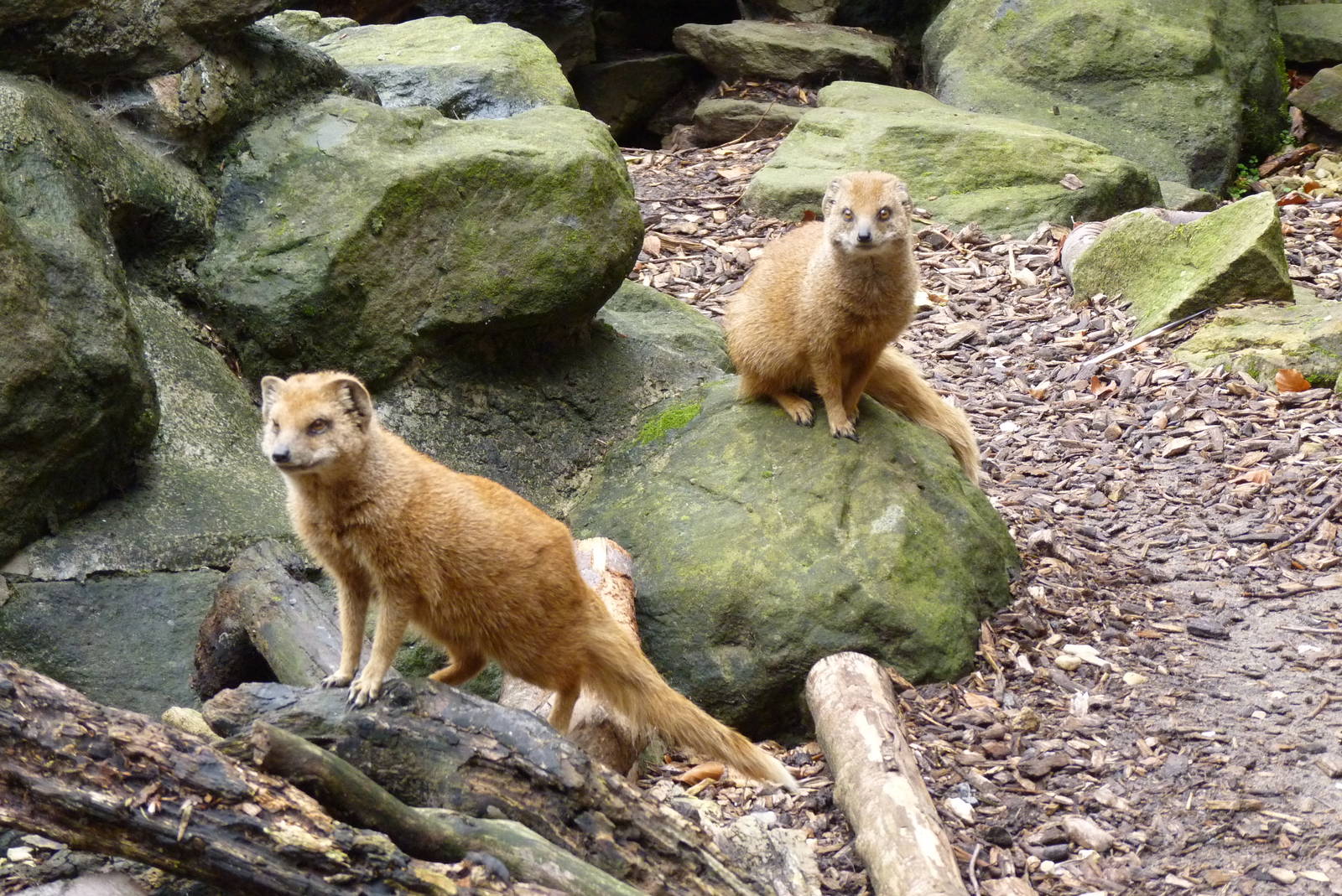 Yellow Mongoose, September 2016