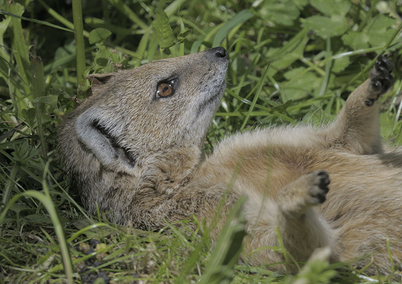 Yellow mongoose sunbathing supinely