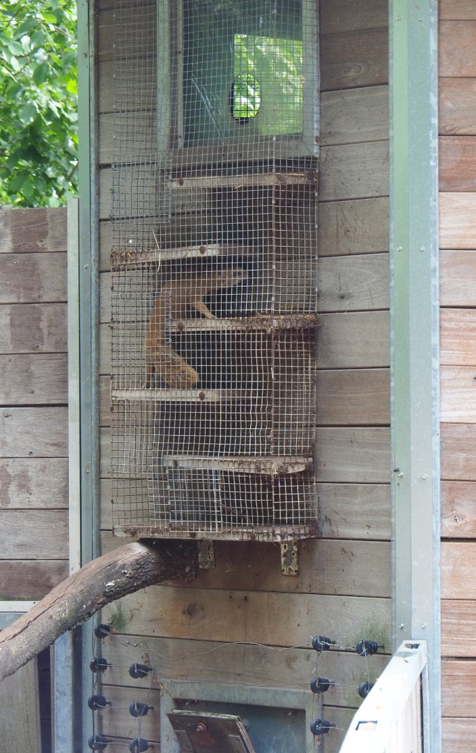 Yellow mongoose using climbing structure to entrance of indoor housing, 2022-05-17