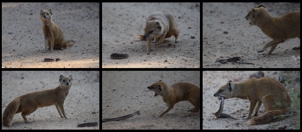 Yellow Mongoose vs. Puffadder