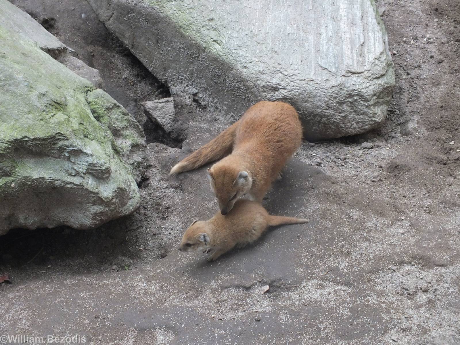 Yellow Mongoose with Young
