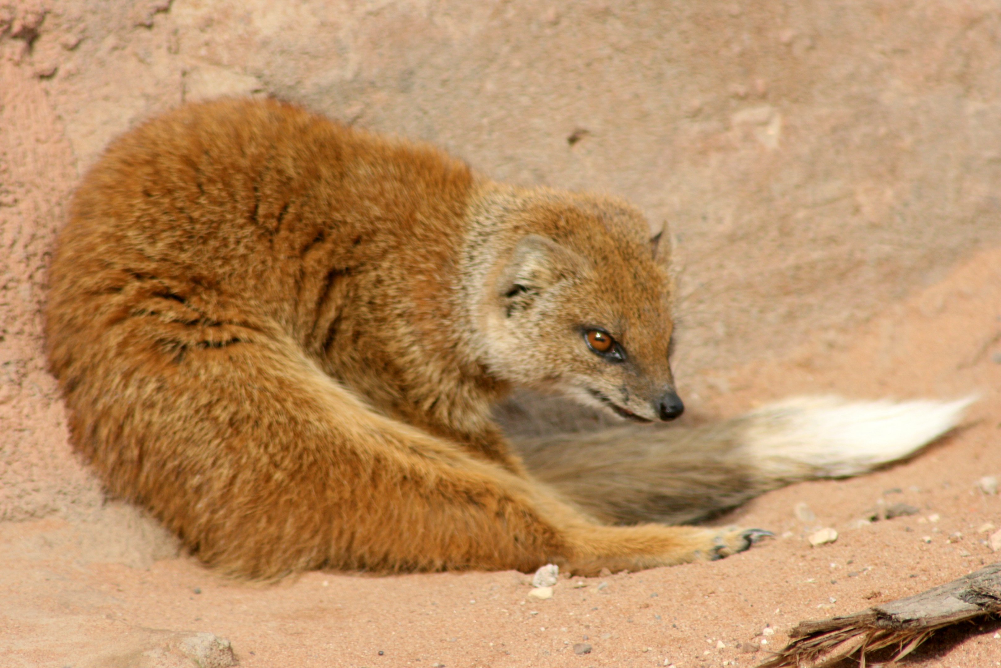Yellow mongoose; Yorkshire Wildlife Park; 19th August 2017