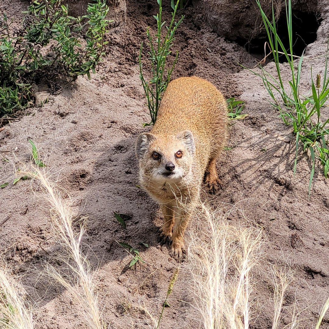 Yellow mongoose -Zoo de Labenne (2023)