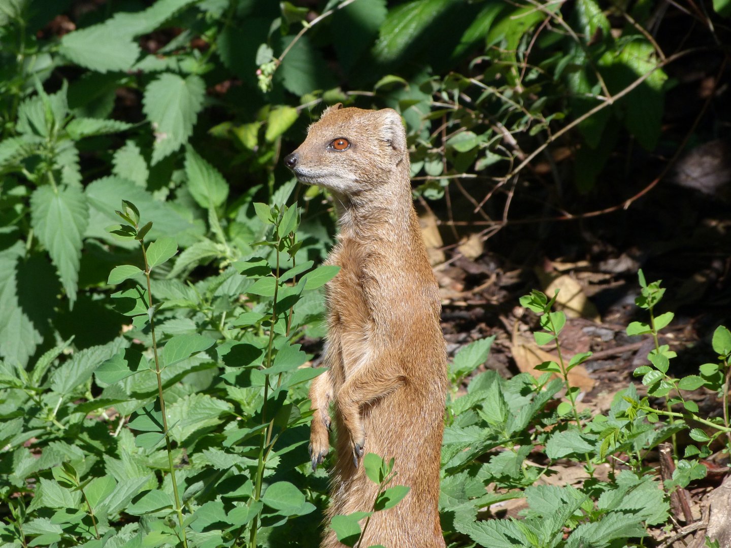 Yellow mongoose -Zoo Plzeň (2025)