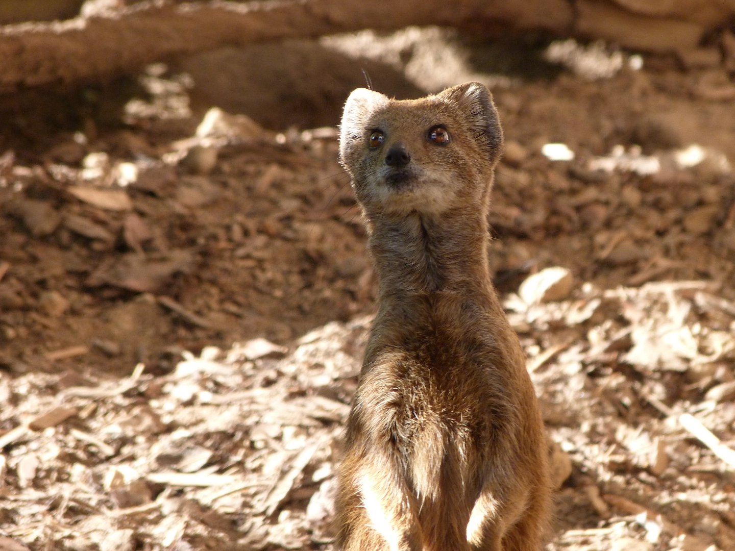 Yellow mongoose -Zoo Plzeň (2025)